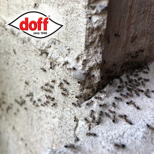 Doff Ant & Crawling Insect & Germ Killer 1L