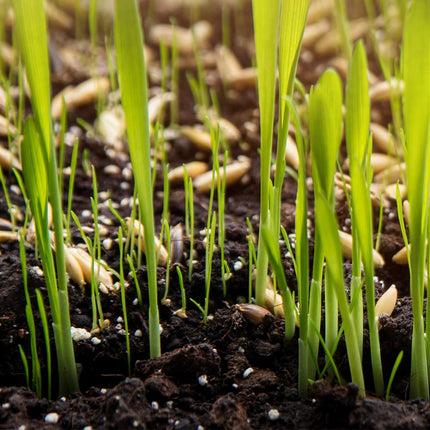 DOFF Multipurpose Lawn Seed 1KG