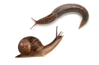 Doff Slug & Snail Killer 800g