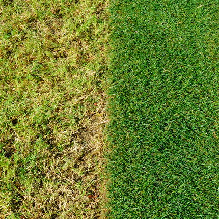 Miracle-Gro Evergreen Complete 4-in-1 Lawn Food - 200 m2, 7 kg, Lawn Food, Weed & Moss Control,