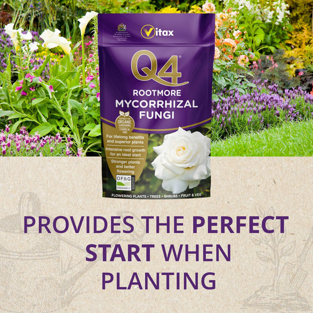 Vitax Q4 Rootmore, Mycorrhizal Fungi, Stimulates Root Growth, Suitable for Flowers, Shrubs and Edibles, Certified Organic by of&G - 250G