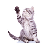 PETTEX PAMPUSS WOODBASE CAT LITTER, 5LT, 15LT, 30LT – PINE FRESH PELLETS (30 Litres)