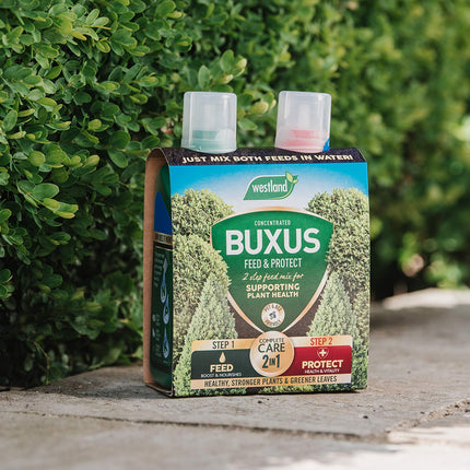 Westland Buxus Feed & Protect Concentrates 2 in 1 (2 x 500 ml)