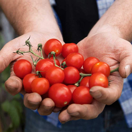 Big Tom Super Tomato Food 1.25L +50% Extra Free | 1.9L | westland
