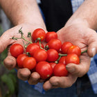 Big Tom Super Tomato Food 1.25L +50% Extra Free | 1.9L | westland