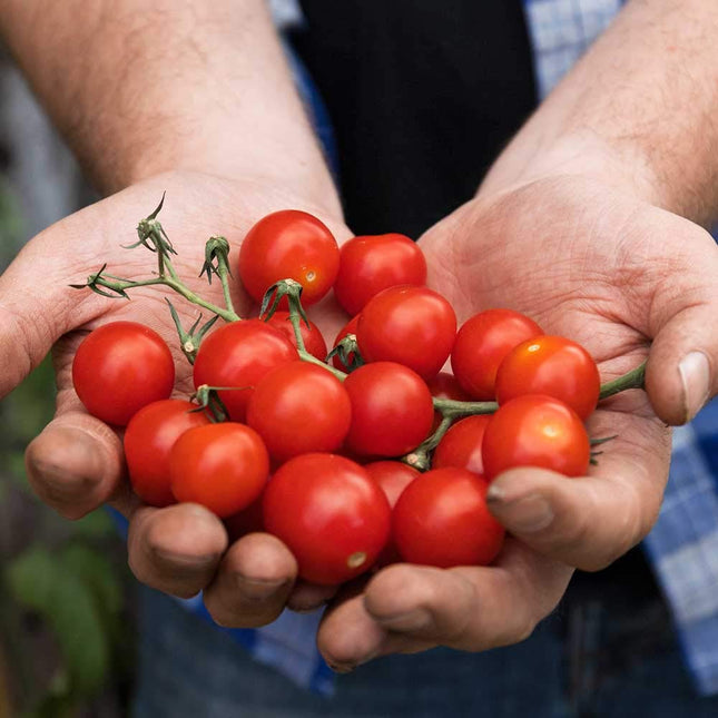 Big Tom Super Tomato Food 1.25L +50% Extra Free | 1.9L | westland
