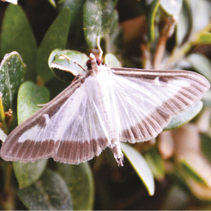Solabiol Buxatrap Box Tree Moth Trap - Reusable Box - Tree Moth Biological Protection Trap - with Refillable 3 Month Pheromone Solution - Bux Protector Against Moths - Covers 180 SqM, Yellow