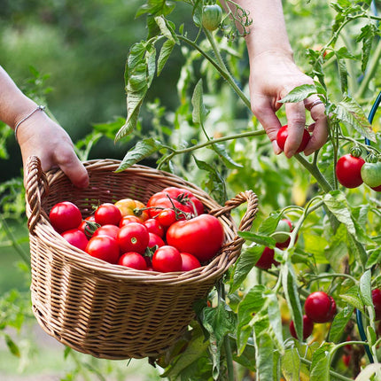 Doff 3L Tomato Pour and Feed