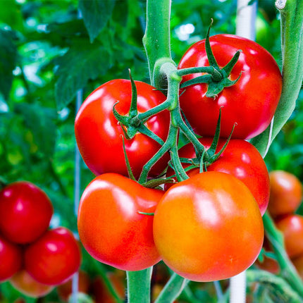 Doff 3L Tomato Pour and Feed