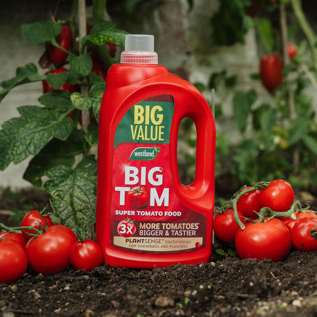Westland Big Tom Tomato Food 2 Litre (Big Value)