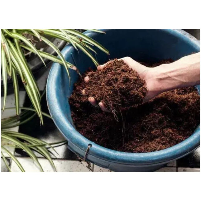 Miracle-Gro Peat-Free Premium Mediterranean & Citrus Plant Compost, 10L