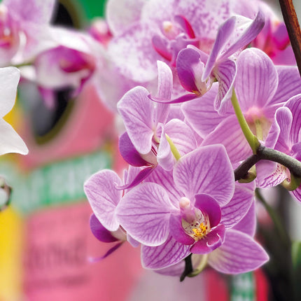 Miracle-Gro PEAT FREE Premium Orchid Compost - 6 Litre BAG, (New 2020 Range), Pink