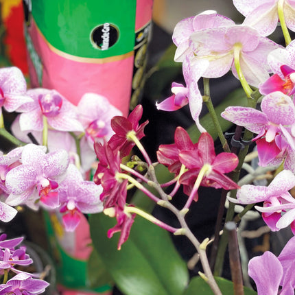 Miracle-Gro PEAT FREE Premium Orchid Compost - 6 Litre BAG, (New 2020 Range), Pink